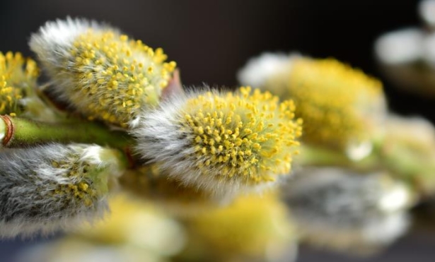 Pollenallergie