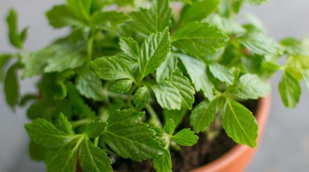 Jiaogulan selbst im Garten anbauen
